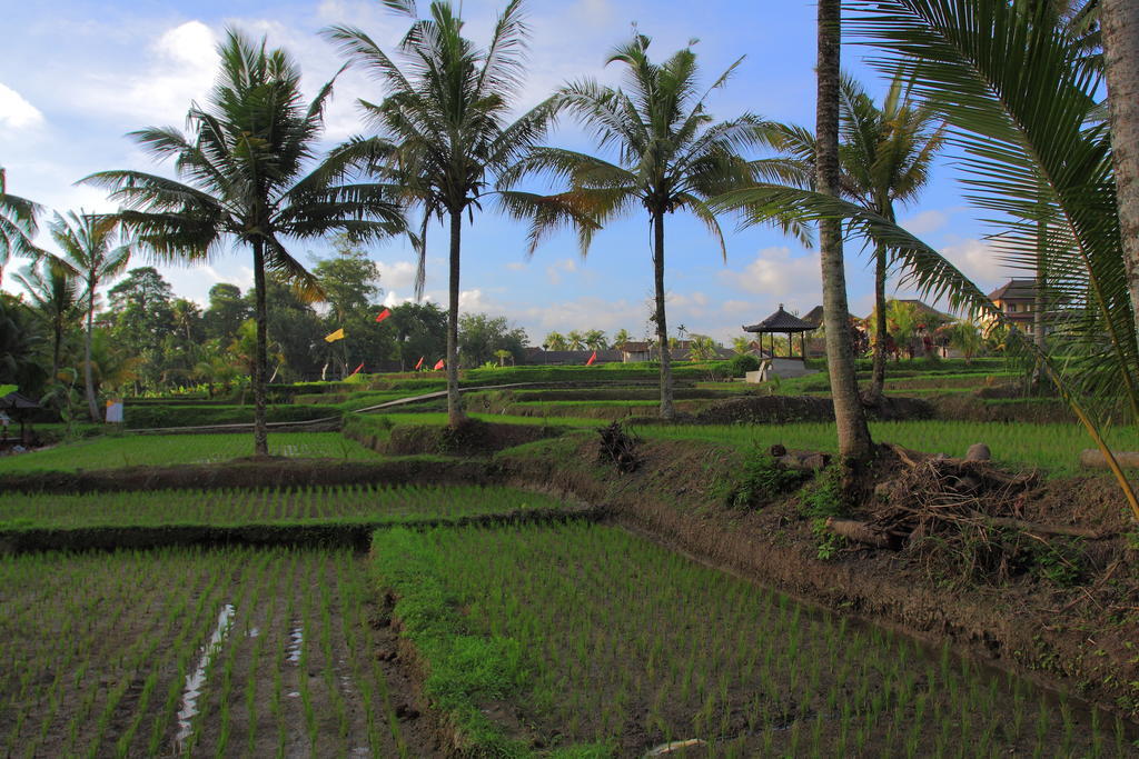 Dewa House Bisma Ubud Exterior foto