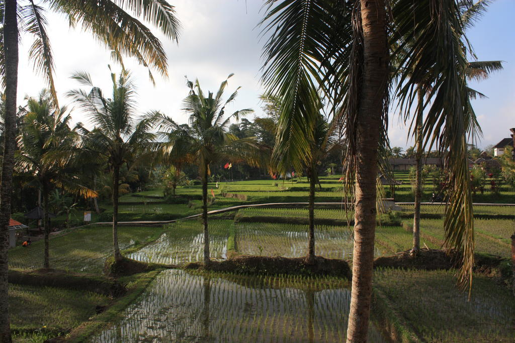 Dewa House Bisma Ubud Exterior foto